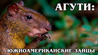АГУТИ: Южноамериканский “заяц“ - родственник морских свинок | Интересные факты про животных Америки