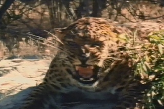Leopards ~ The Silent Hunter