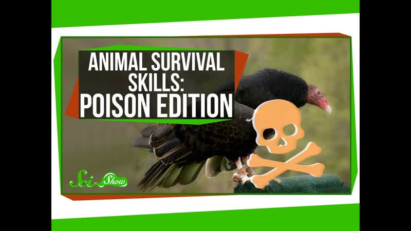 Animal Survival Skills: Poison