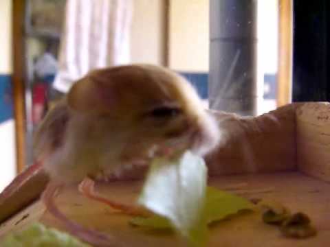 pygmy jerboa