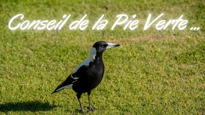 Conseil de la Pie