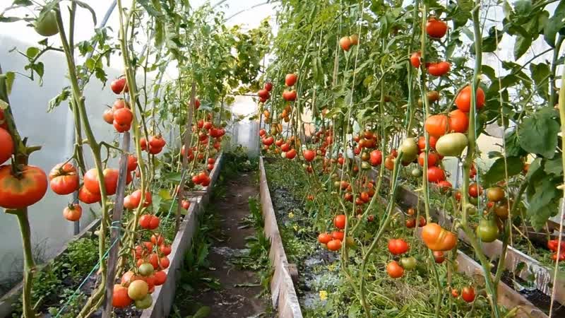 Очень сладкие сорта помидор выращивают в