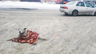 Сбил собаку и уехал Все видели и плакали Слышали как она скулила help the dog