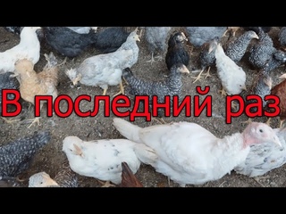 Последняя вакцинация