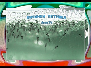 ЛИЧИНКИ ПЕТУШКА