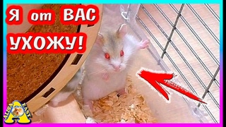 Почему хомяки переехали / Переезд хомячат / хомяк кэмпбелла / Alisa Easy Pets