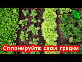 ВЫ УДИВИТЕСЬ: это КОВАРНОЕ растение отнимает силы у всего огорода! Садите его подальше!