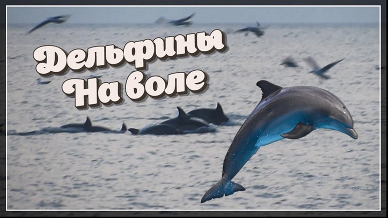 Невероятно Дельфины в Черном море Dolphins in Sea in 2020, Живая