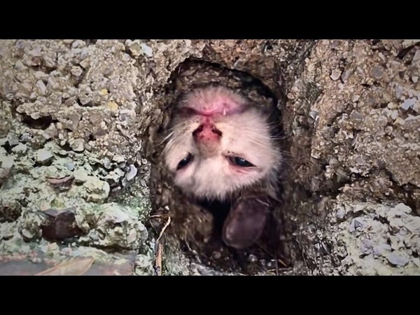 A stray cat got its head stuck in a sewer while trying to cross, howling in pain and awaiting