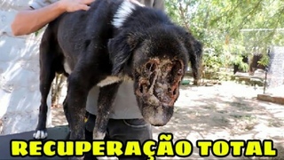 Cachorro tem a Face Totalmente Destruda ( 95% recuperado) - Vale Apena  assistir