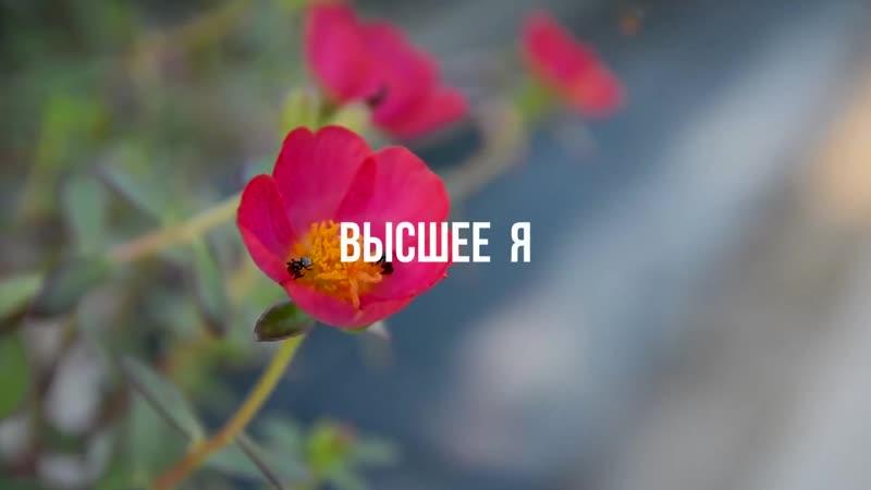 Высшее