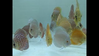 Amazing eye catching Discus Strains