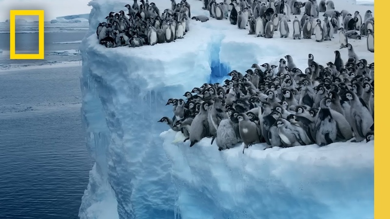Emperor penguin chicks jump off a 50 foot cliff in Antarctica NEVER BEFORE FILMED FOR TV, Nat