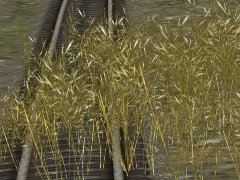 JVC-Grass142 group large