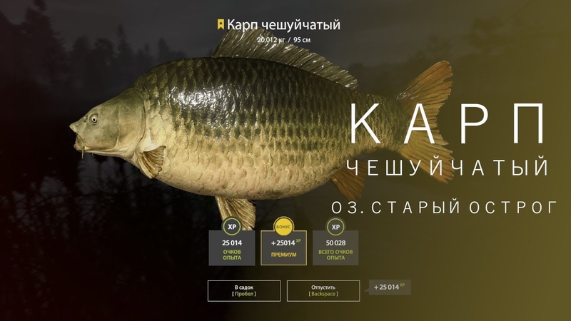 РУССКАЯ РЫБАЛКА 4 RF4, КАРП ЧЕШУЙЧАТЫЙ, CARP,