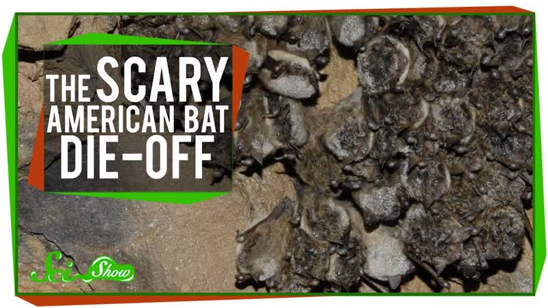 The Scary American Bat Die