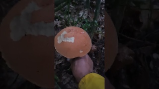 Грибники на позитиве‼️Тихая охота🔥Бомбическое начало👍