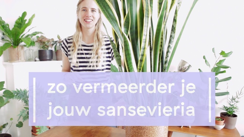 Sansevieria Vermeerderen Super Groene