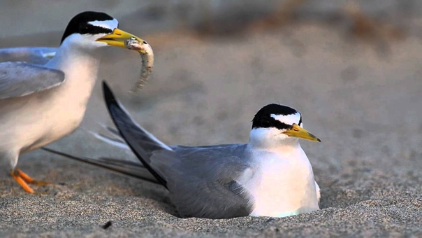 Least tern, Карликовая крачка, Sterna