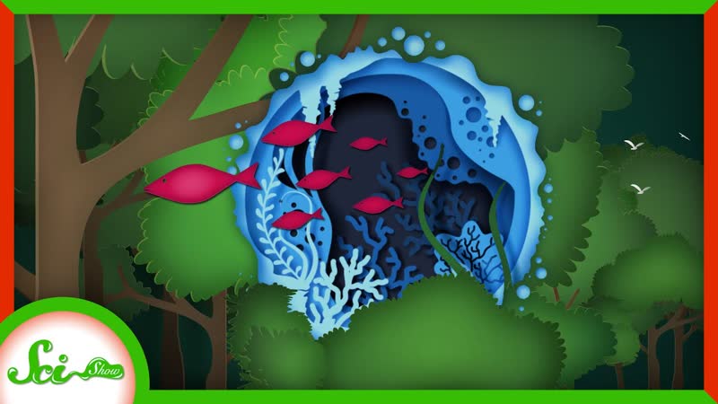 Aquatic Animals That Live in