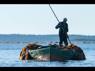 МОРСКАЯ КАПУСТА (ЛАМИНАРИЯ). Исчерпывающее руководство о пользе этого чуда природы.
