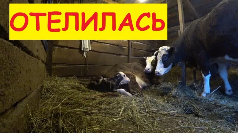 НАЧАЛИ ДОИТЬ ДО ОТЁЛА ОТЕЛ