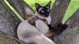 Today& ;s Siamese Cats 4 // The day I went to the park with Mr. and took a picture