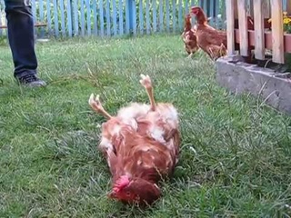 Андрей-повелитель куриц
