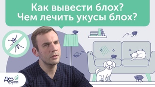 Как избавиться от блох в квартире и доме Чем лечить их укусы | Советы СЭС