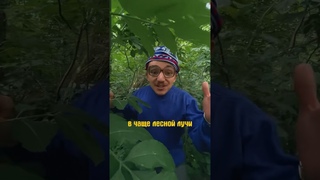 +30 в тени Погодка шепчет отправиться в лес в свитере и с гитарой!