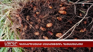 ЗемлянойМиндаль-ЧУФА-ТигровыйОрех:   &