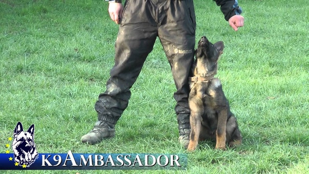 Puppy Obedience Training Forest 3 1, 2 4 1, 2 months old German Shepherd Dog, K9