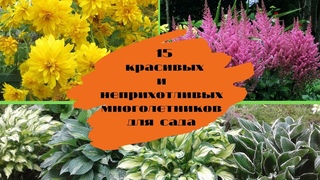 15 красивых и неприхотливых многолетников для сада