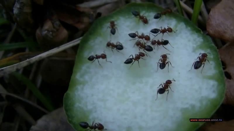 Лесные муравьи любят свежие огурцы. Forest ants love fresh