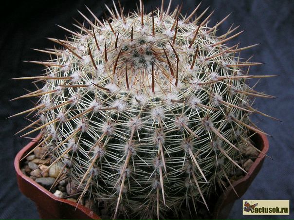 №8, Юліанна Гриць, 32 года, Буштына №8, Юліанна Гриць, 32 года, Буштына