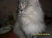 Ник Каморин фотография #10
