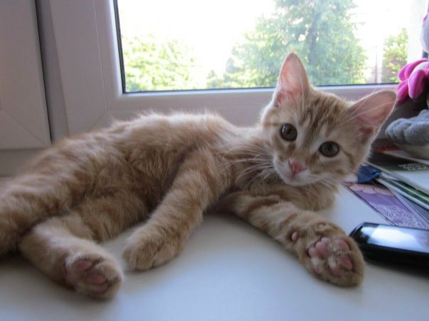 №10, Дарья Бебешко, Калининград №10, Дарья Бебешко, Калининград