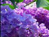 Людмила Шастина | Борисоглебск