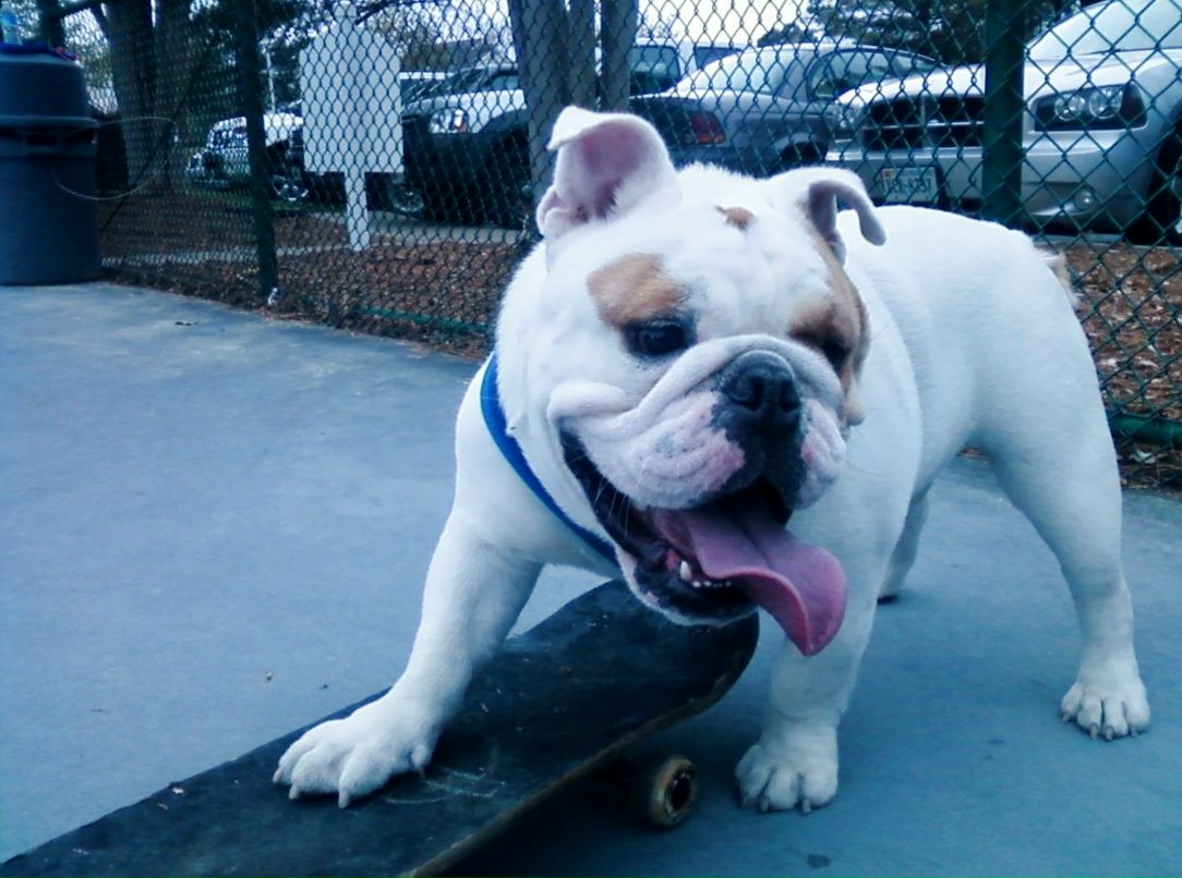 Olga Culver D | Moyock