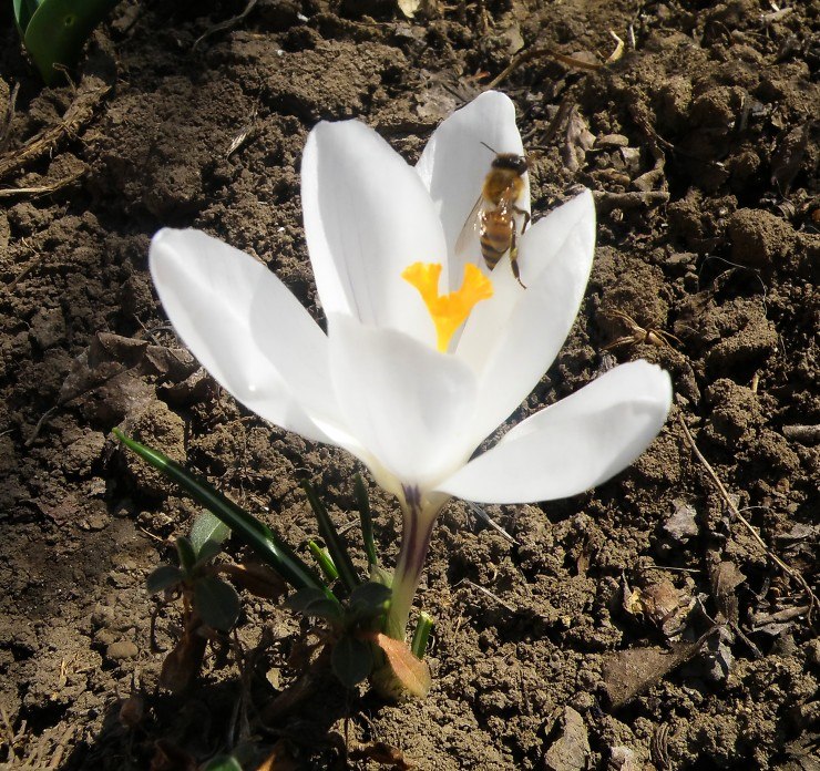 Надежда Варнавская | 