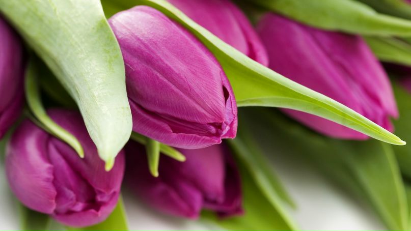 Тим Сучков Ржевский | Тула