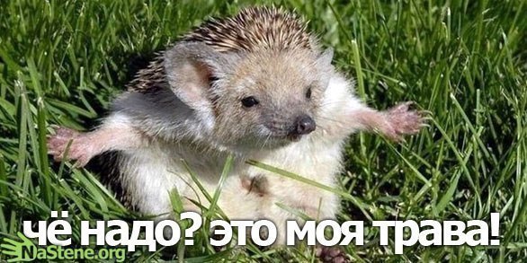 Женя Конев Jo Jo Binx | Курск