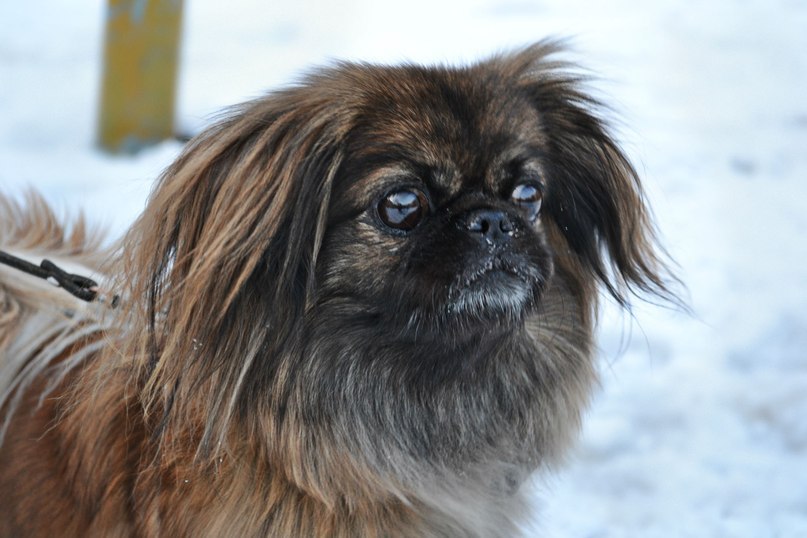 Юлия Питько | Томск