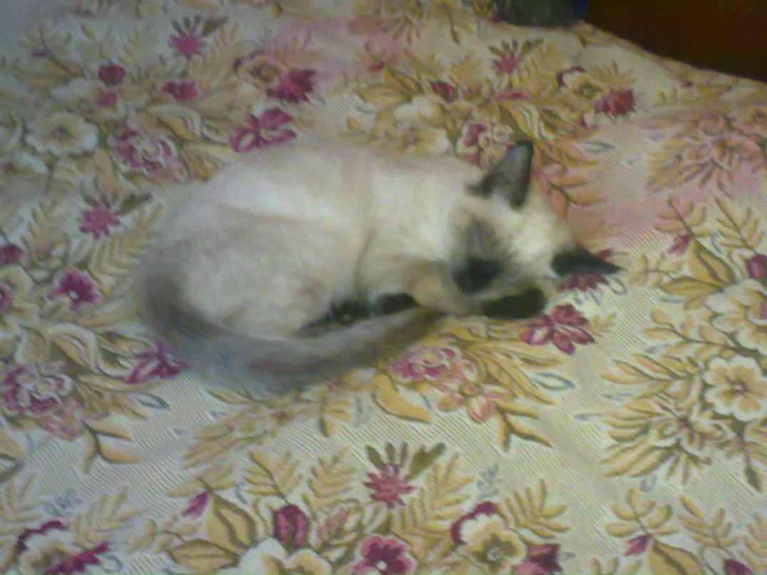 Ирина Погромская | Ростов-на-Дону