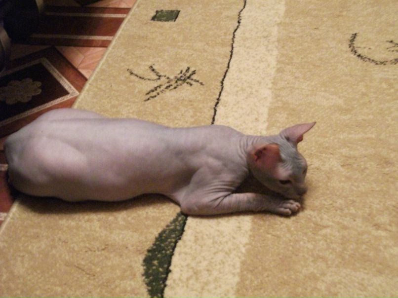 Денис Долговский | Череповец