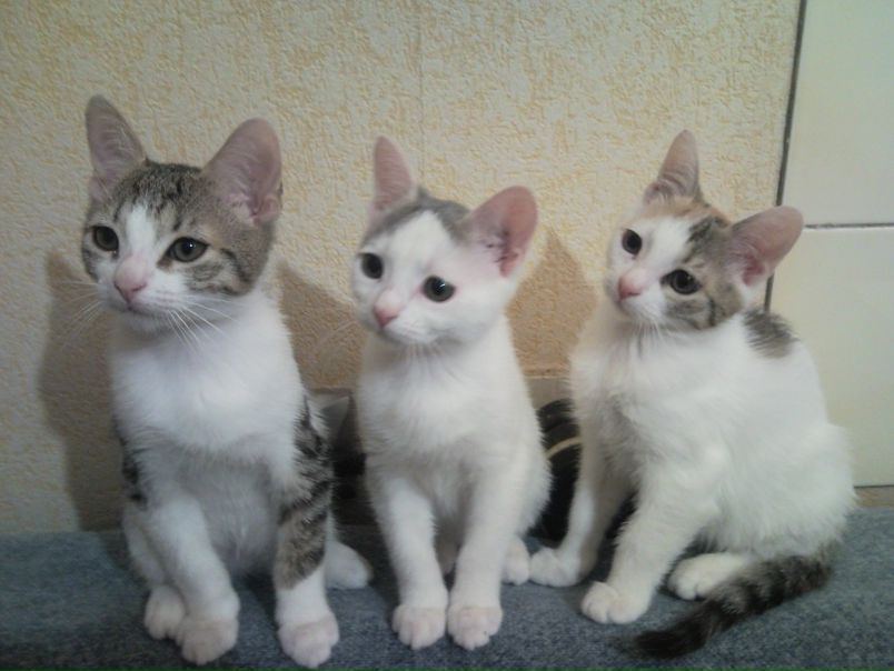 №78, Ольга Николаева, Санкт-Петербург, Россия №78, Ольга Николаева, Санкт-Петербург, Россия