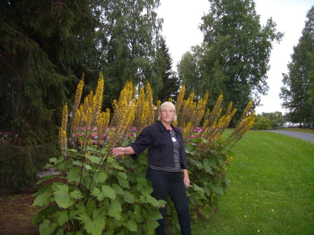 Ирина Панишева | Петрозаводск