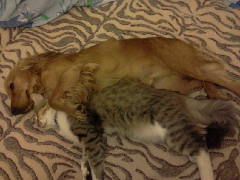 №2, Петро Іванченко, Боярка №2, Петро Іванченко, Боярка