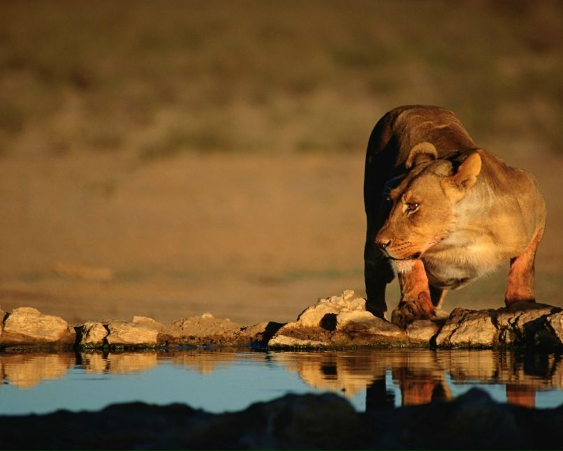 Катя Багирова | Киев
