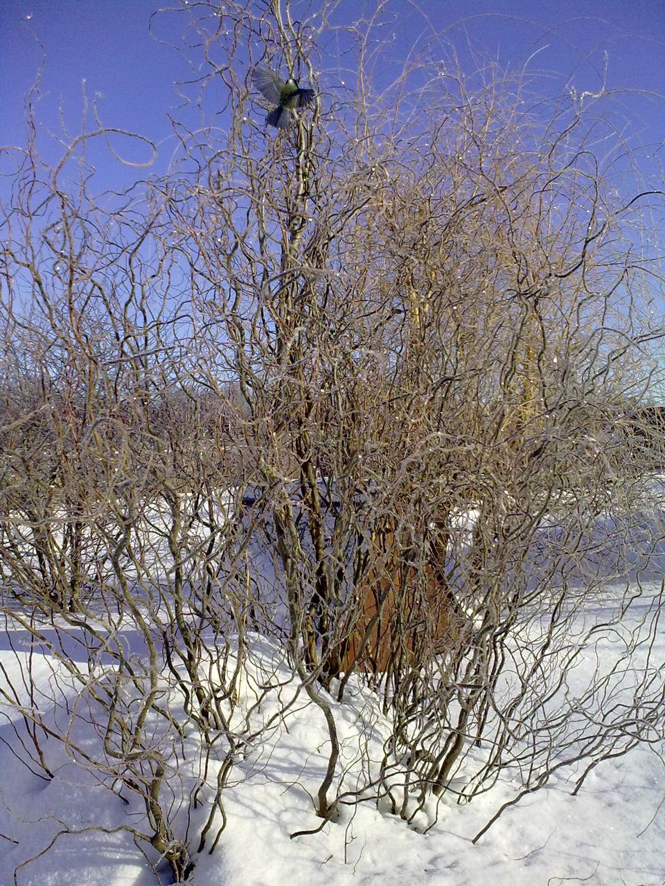 Инна Полфёрова | Фрязино